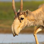 Saiga