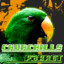 Churchills Parrot