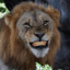 Happy lion