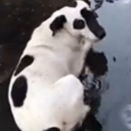 “捕鸟者”物自体一世