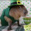 Lucky Capybara