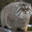 GoLu