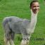 Barack O&#039;Llama