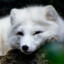 WhiteFox