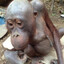 Bald-orangutan