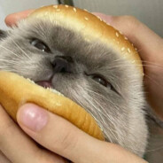 Miniscus