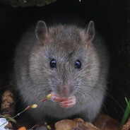 ドバイのネズミ