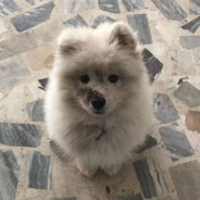 超级无敌诺影老公