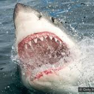 FloydTheShark avatar