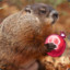 EnMarmota