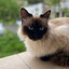 C.c. Cats