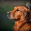 Golden_Retriever