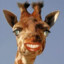 HDGiraffe