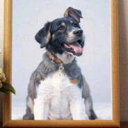 路遥知马哩（悲）