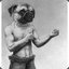 Pugilistic Pug