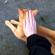 𝑮𝒐𝒐𝒅𝑩𝒂𝒊