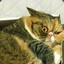 _КоТэ_ПоД_нАрКоТэ_