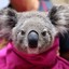 SirKoalington