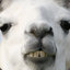 Obama Bin Llama