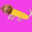 Corndawg