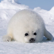 海豹宝宝
