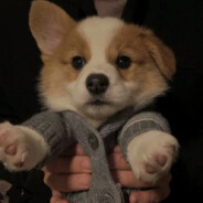 我想加入天际俯冲