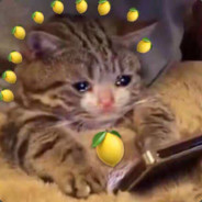 洛克威尔没有猫