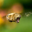 bzzzzzzzzzzzzzzzzzzzzzzzzzzzzzzz