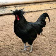 可爱又迷人的反派角色