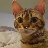 3232