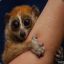 slogiranilemur10