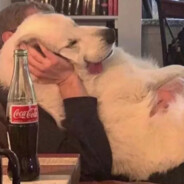 宝藏女孩沈幼楚