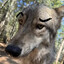 Perturbed Wolf