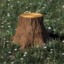 Treestump