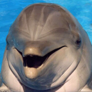 Dolphin