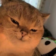 魚を煮る-Official