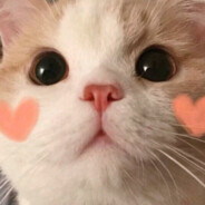 小猫都比我开心