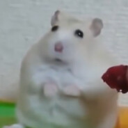 unc ham