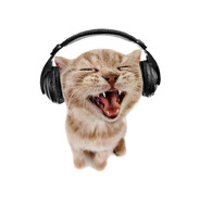 niexlee's avatar