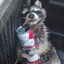 Raccoon6Siege TT