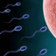 sperm