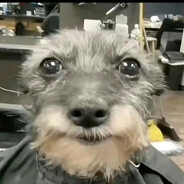 zMyroo