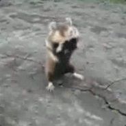 Хомяк Убийца