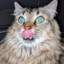 MrFoxSaysJump
