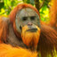 Monkey Yasai de Vertfeuillage