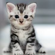 تبا أميتبا أمي