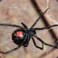 Latrodectus