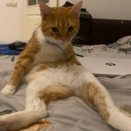 🐱GG🐱
