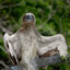 winged sloth