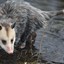 Opossum__